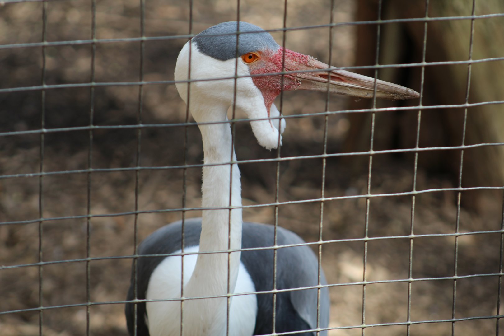 Wattled Crane