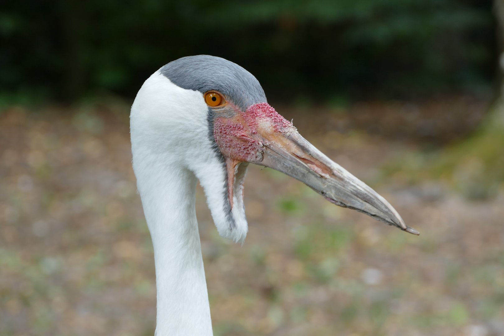Wattled crane