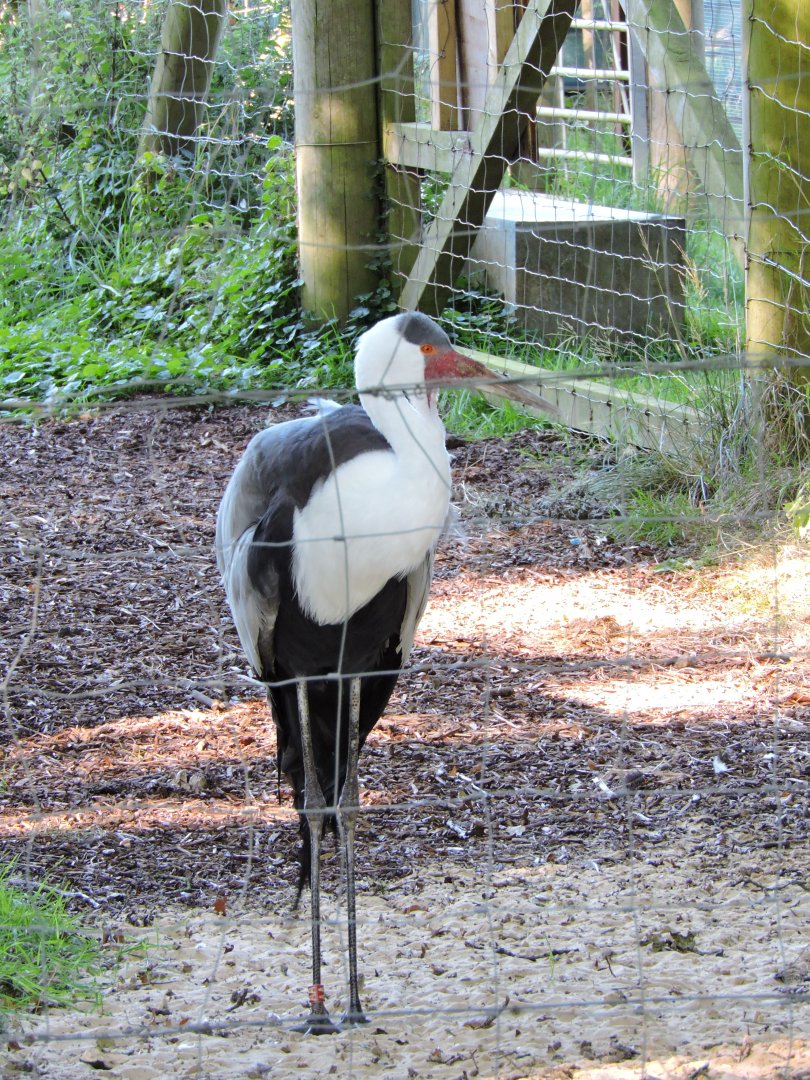 Wattled Crane