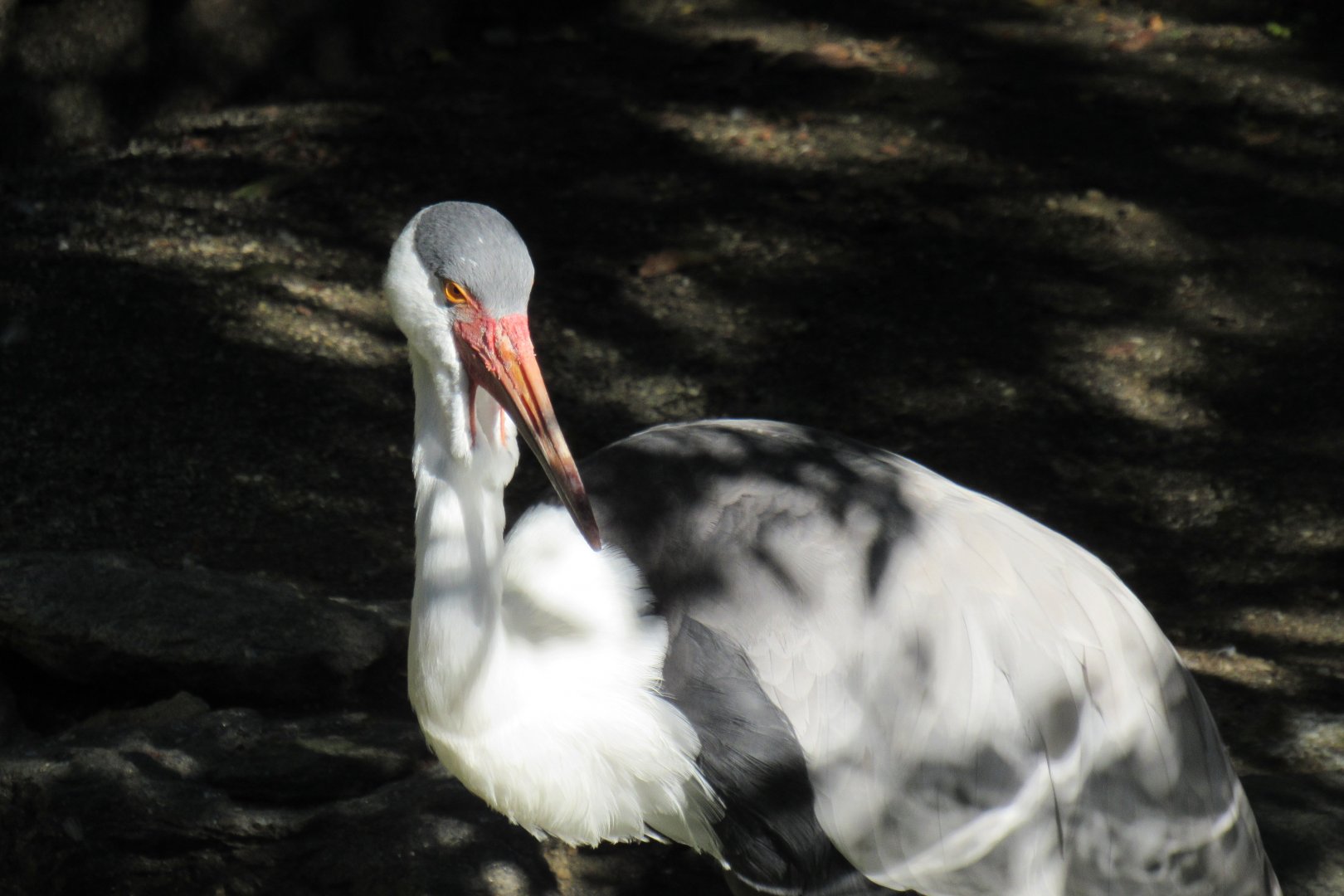 Wattled crane