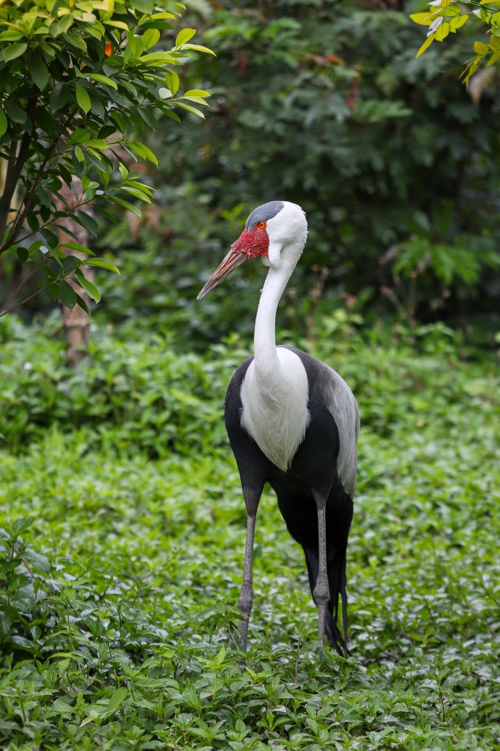 Wattled crane