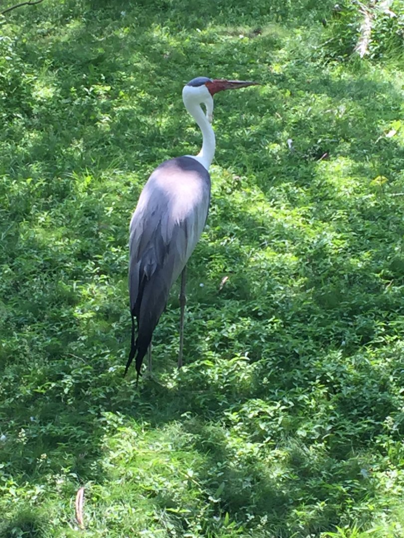 Wattled Crane