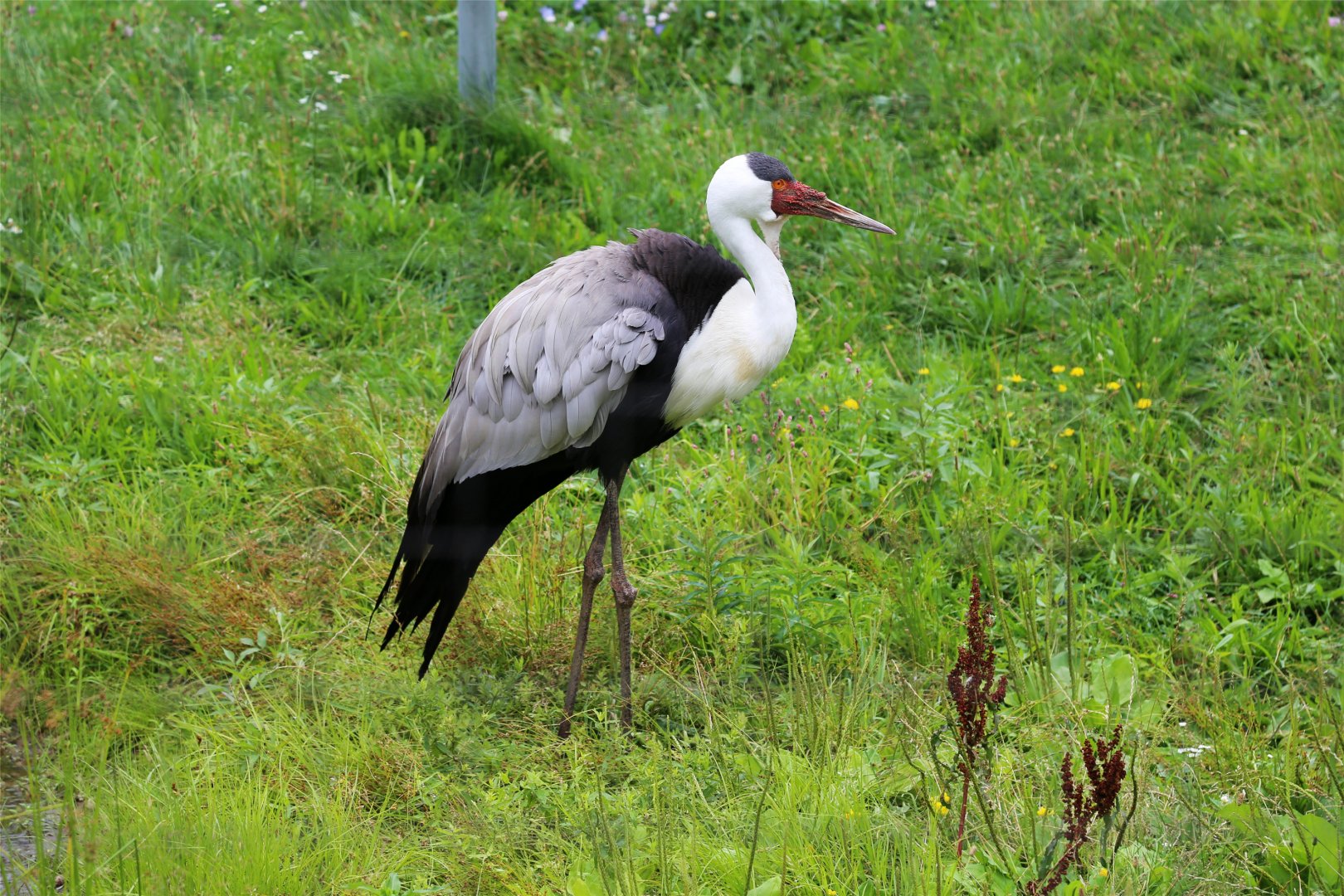 Wattled Crane