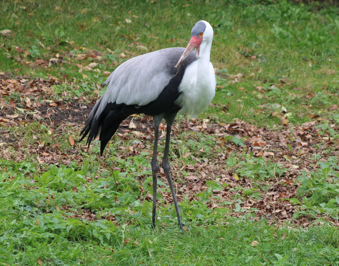 Wattled crane