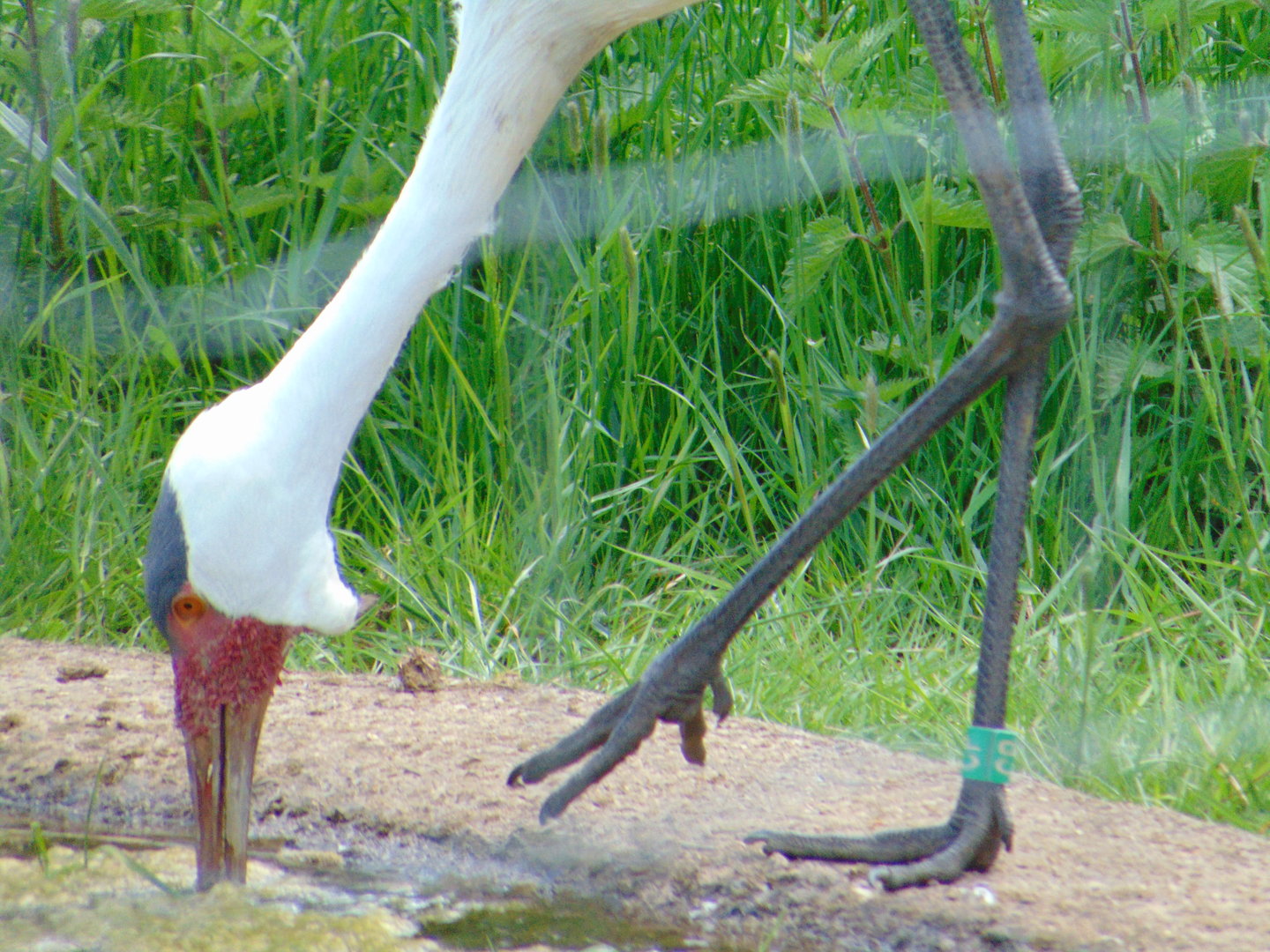 Wattled Crane