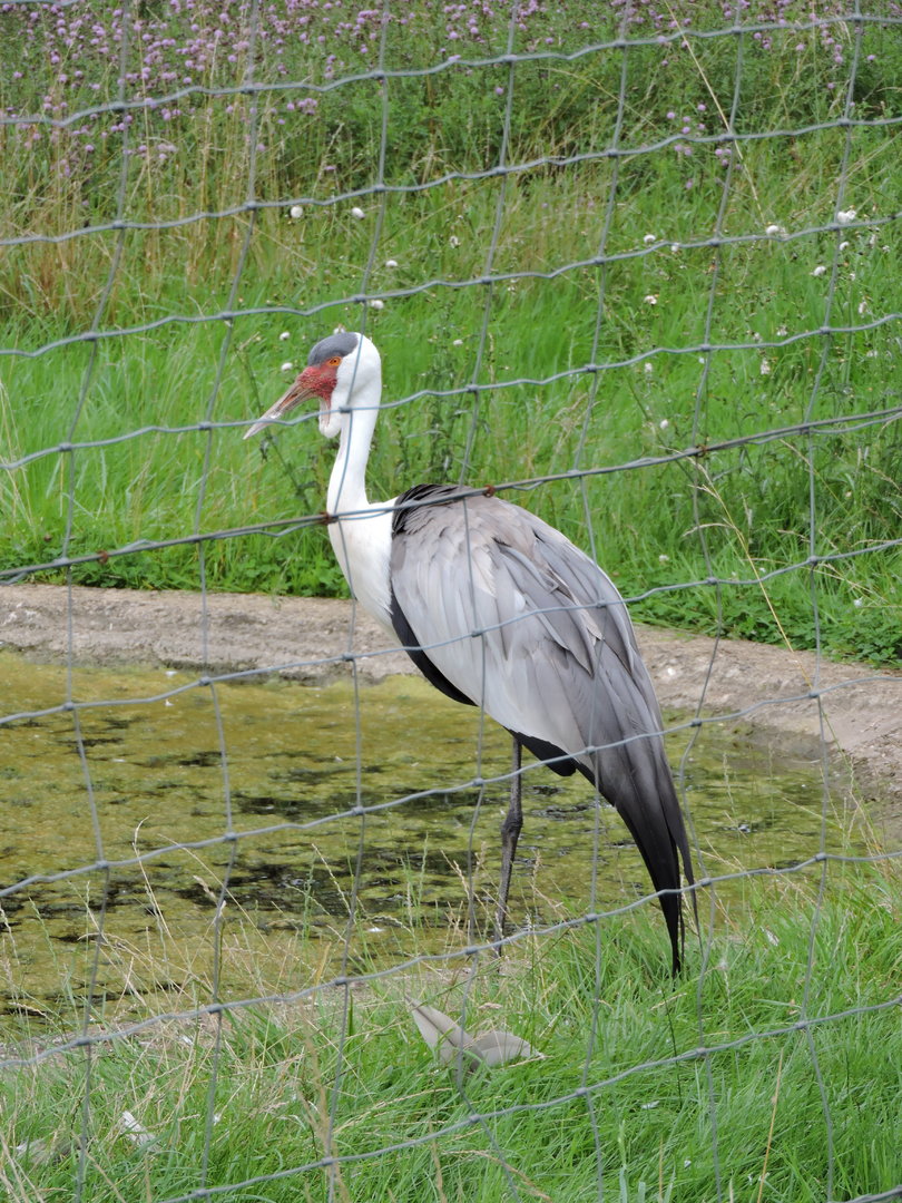 Wattled Crane