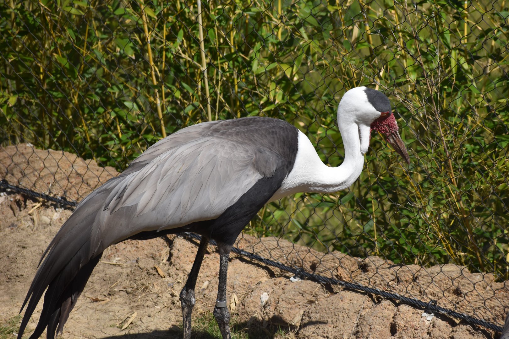 Wattled Crane