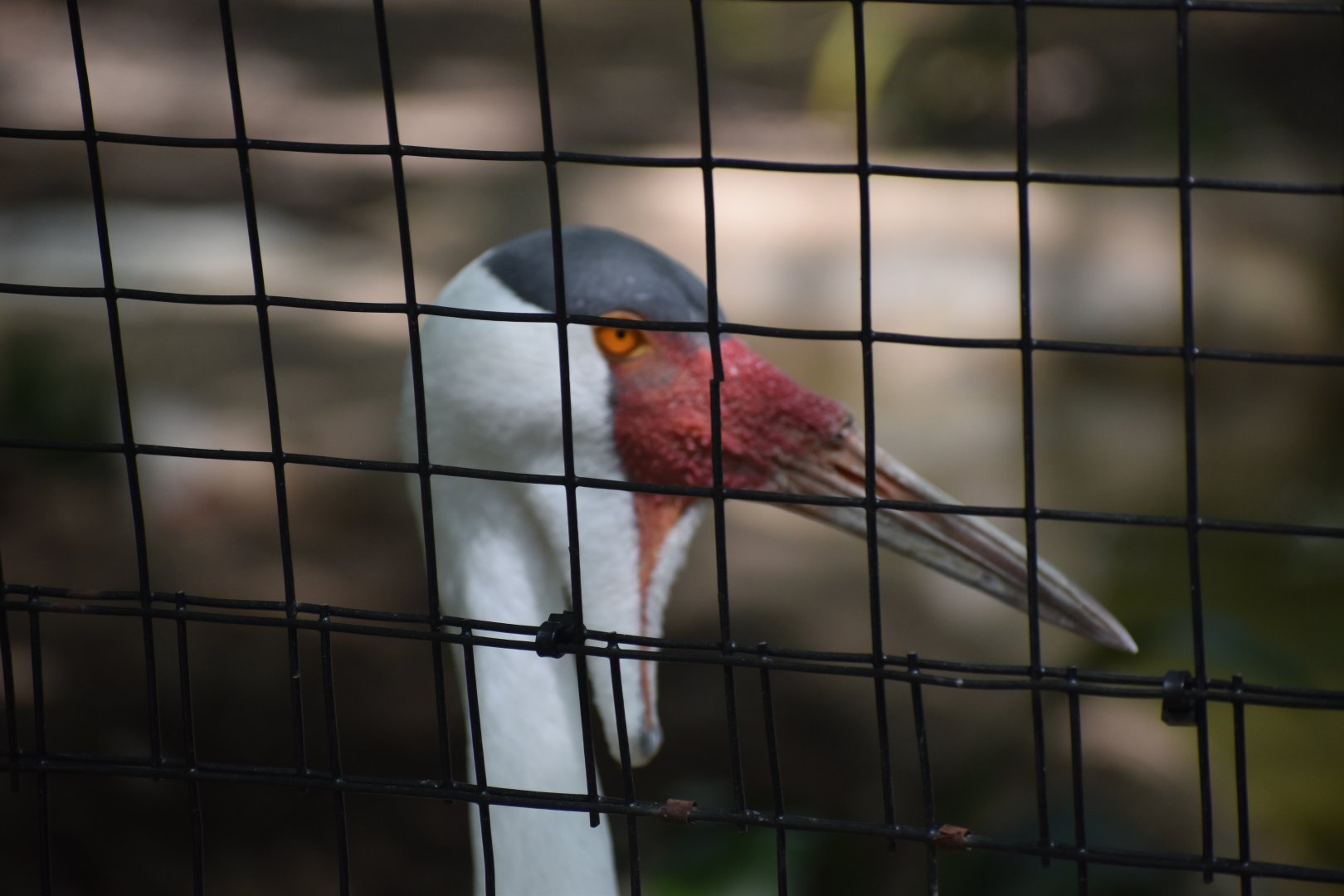 Wattled Crane