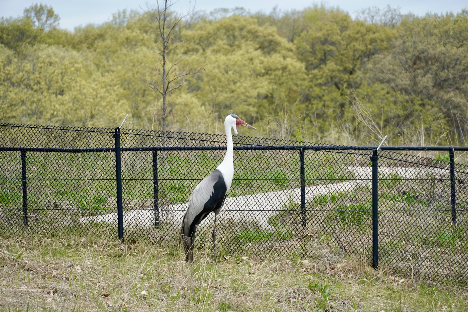 Wattled Crane