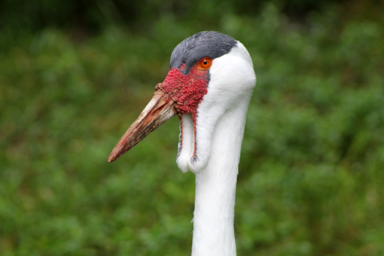 Wattled Crane