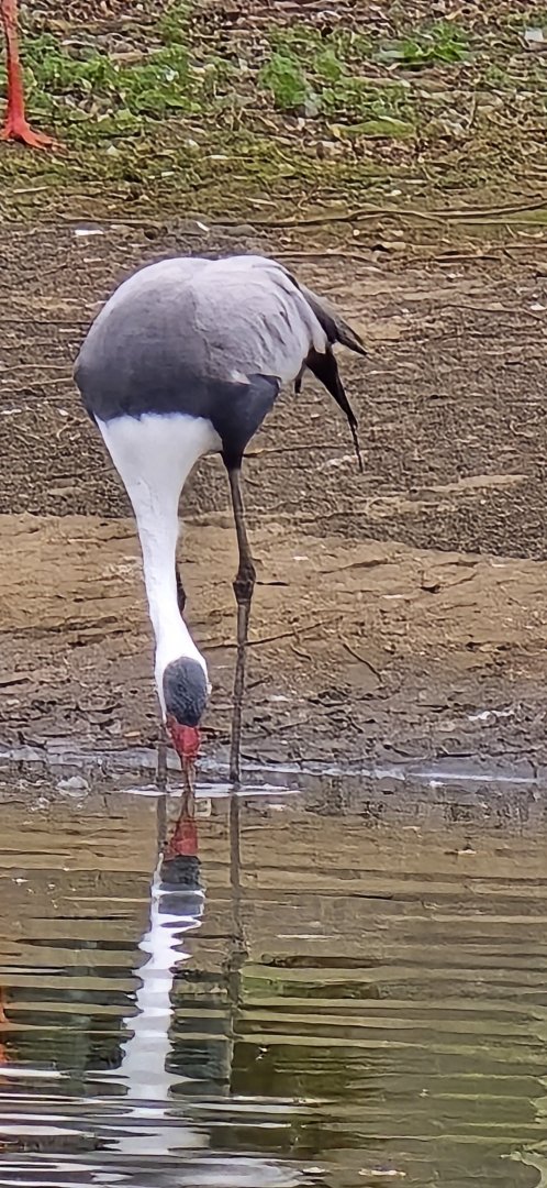 Wattled crane