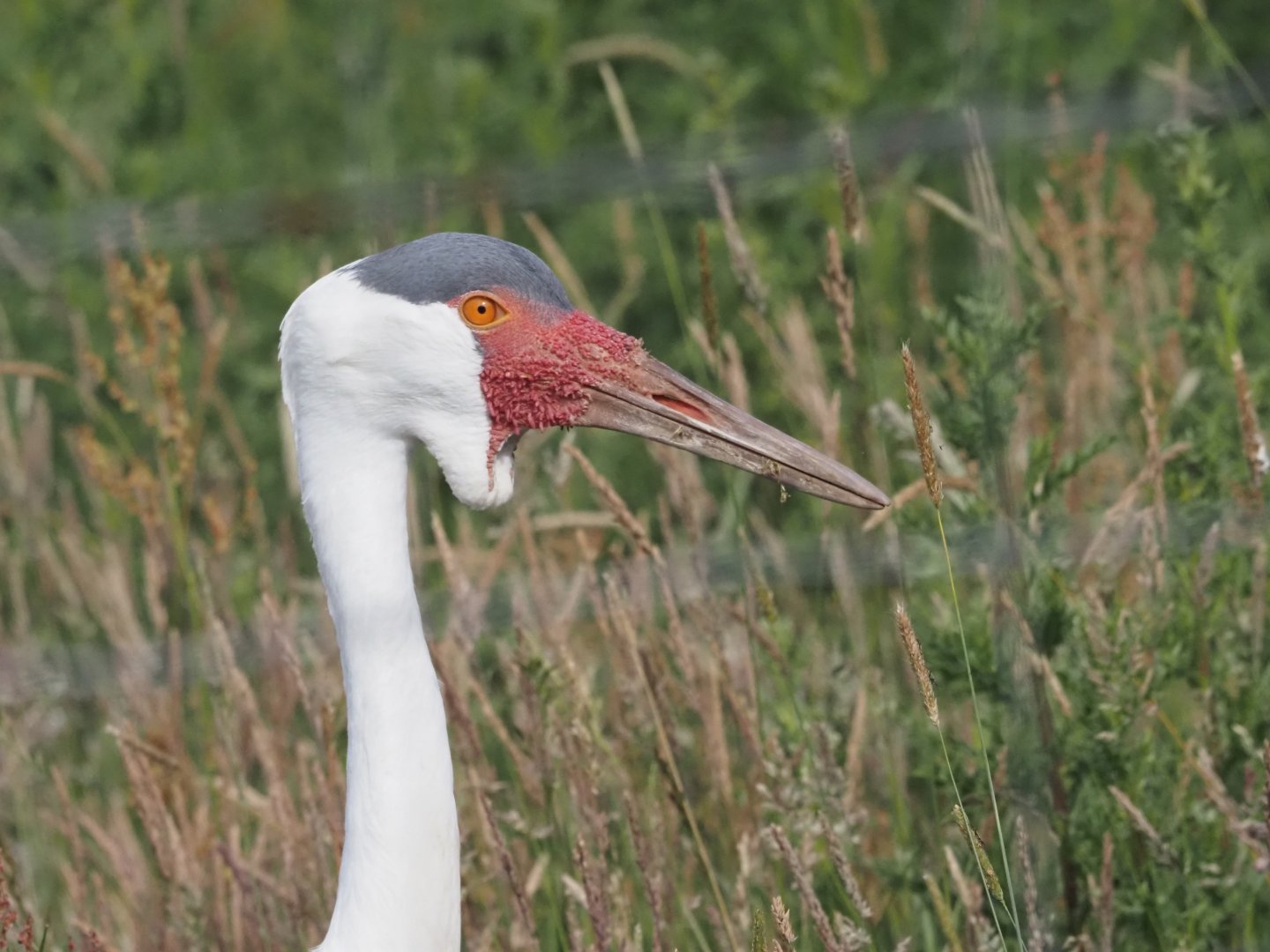 Wattled Crane