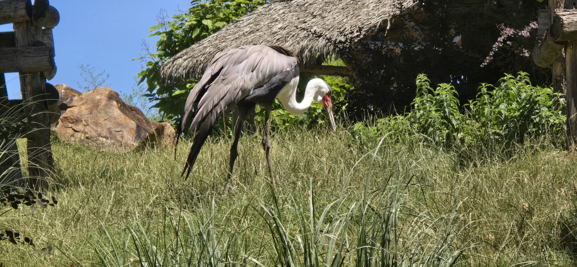 Wattled crane