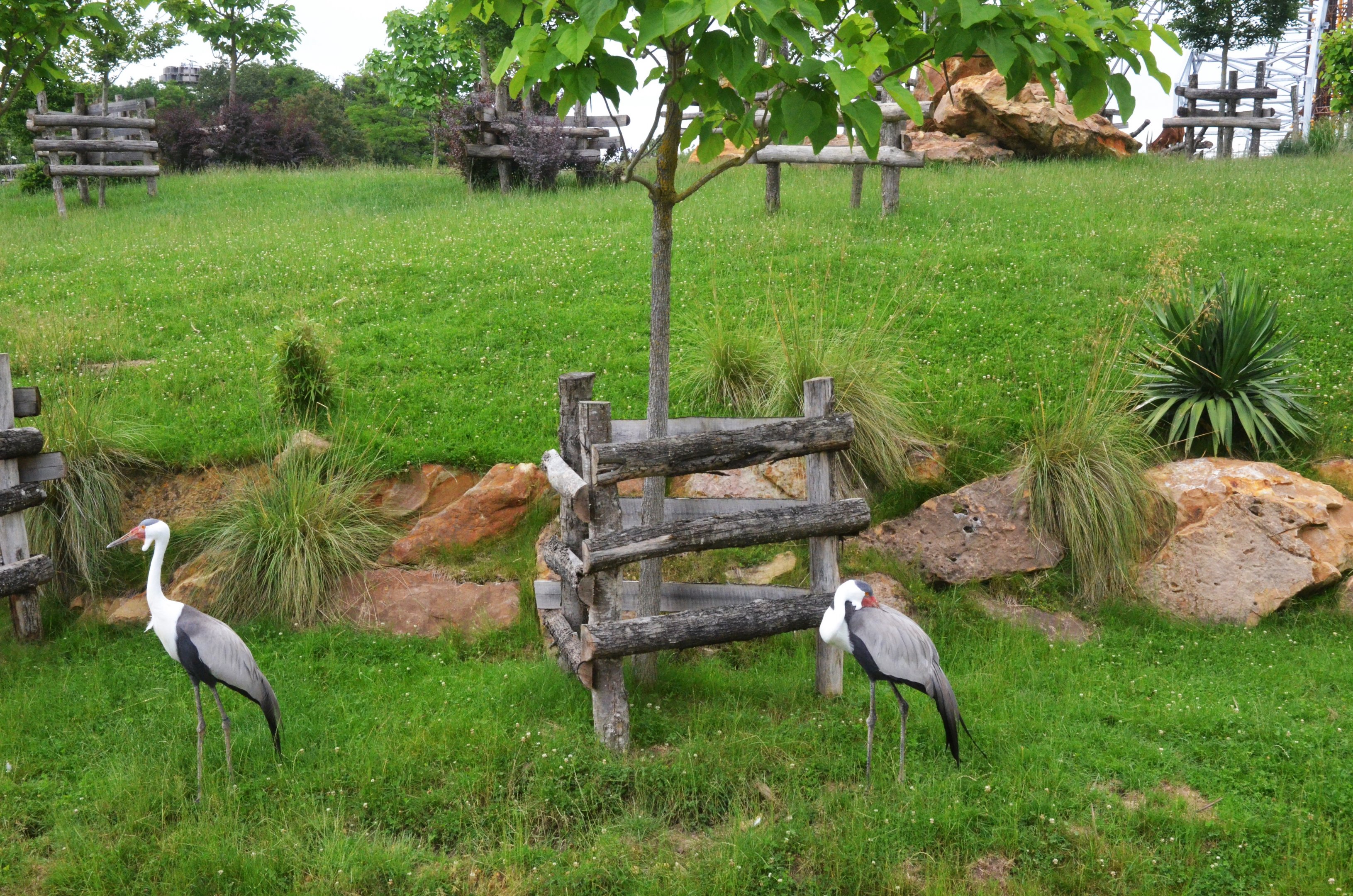 Wattled Cranes at Beauval, 12/06/18