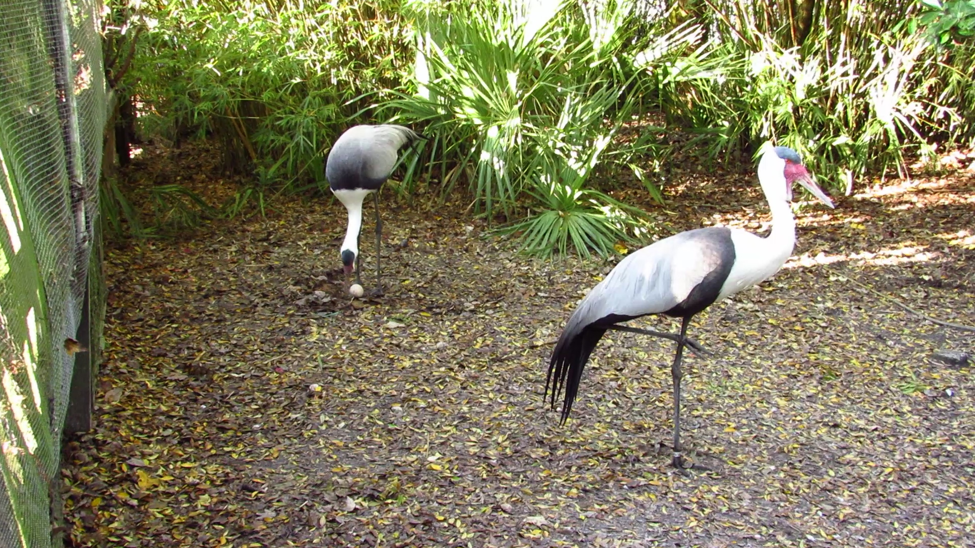 Wattled Cranes & Egg