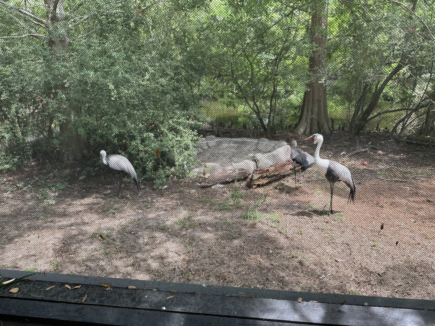 Wattled Cranes (Grus carunculata)