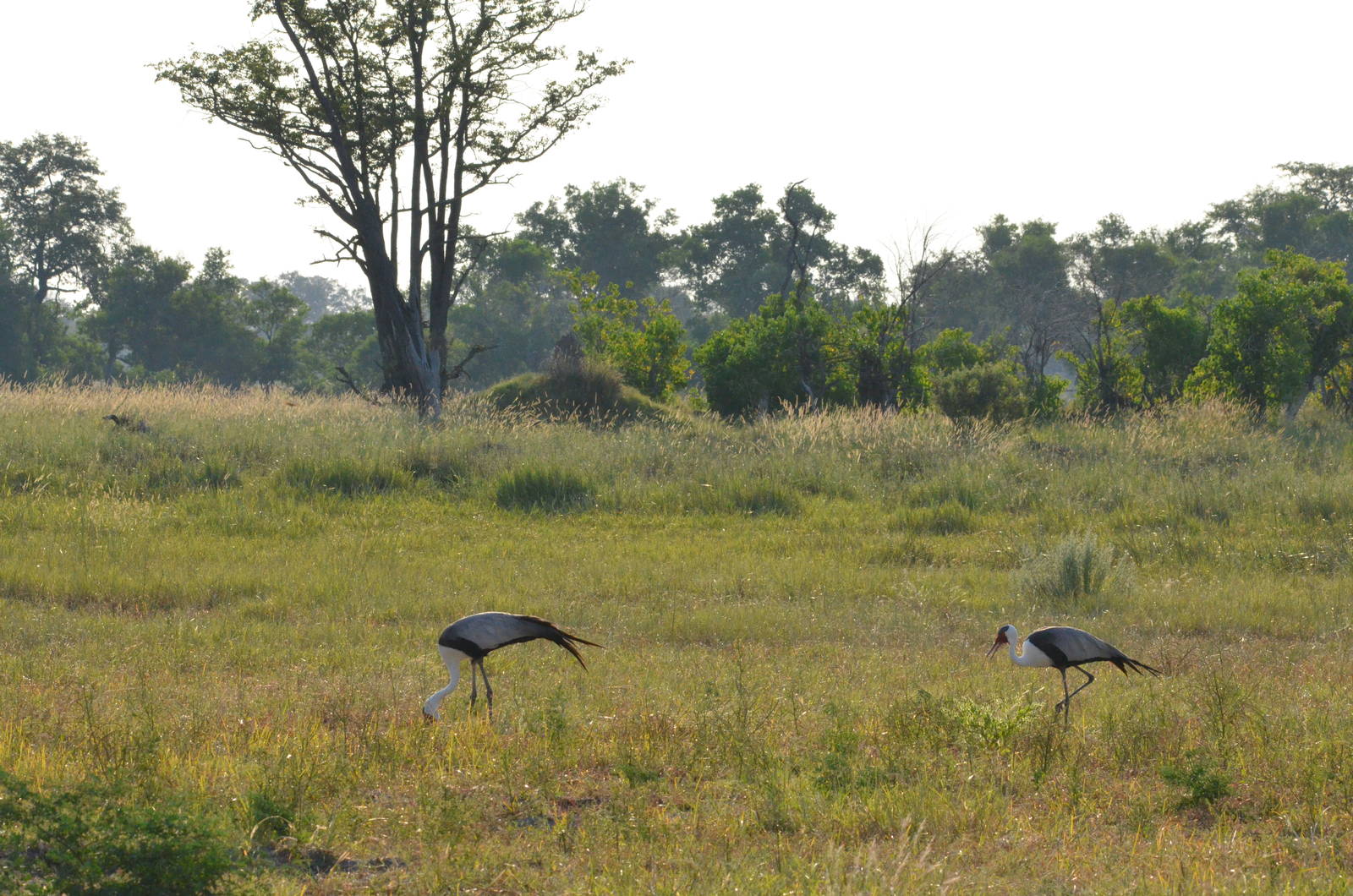 Wattled Cranes, Moremi Game Reserve, Botswana, 27/04/16
