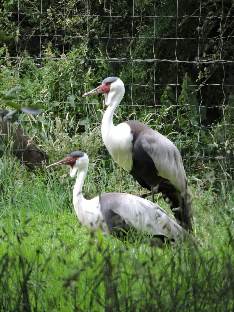 Wattled Cranes