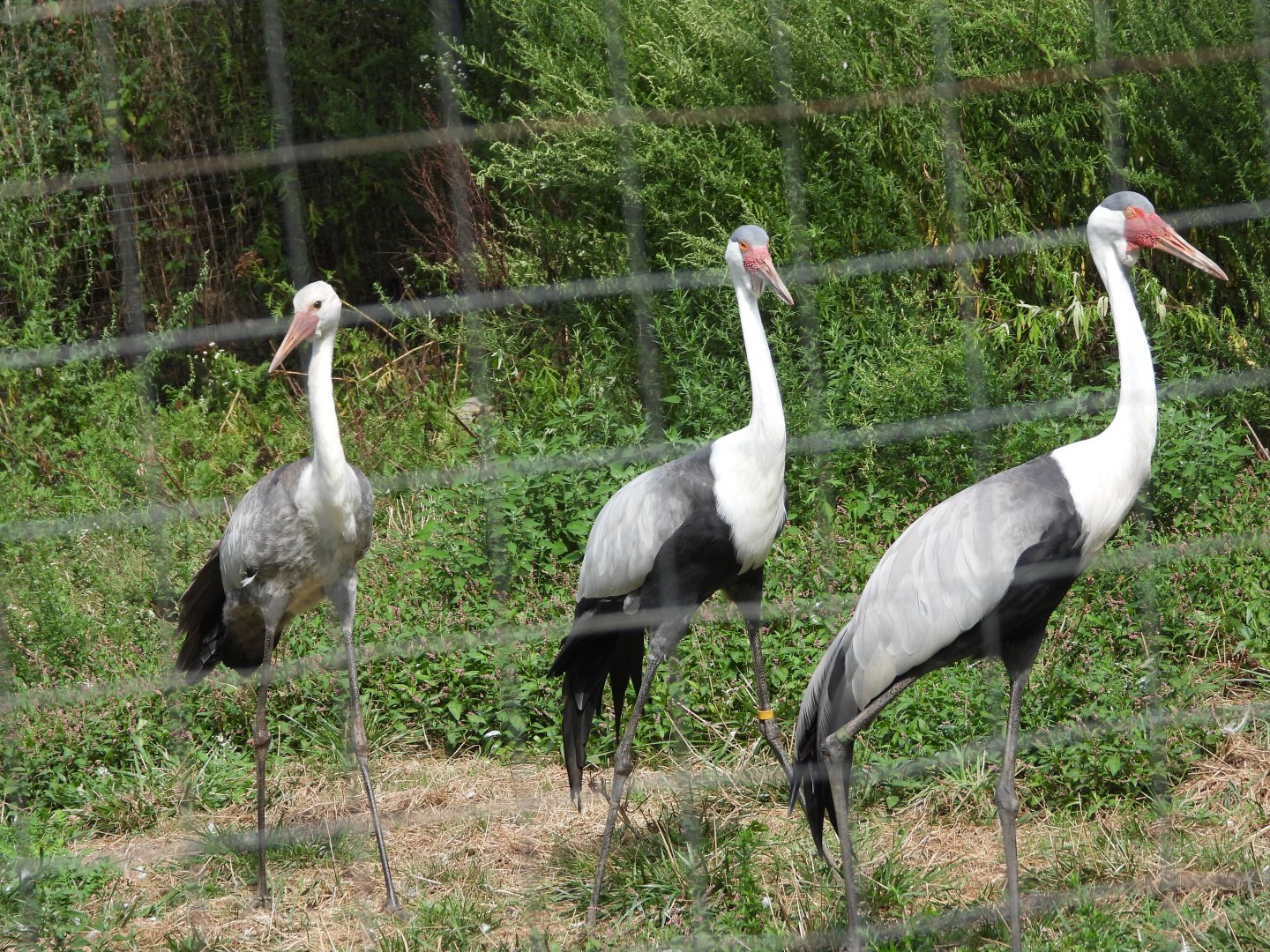 Wattled cranes