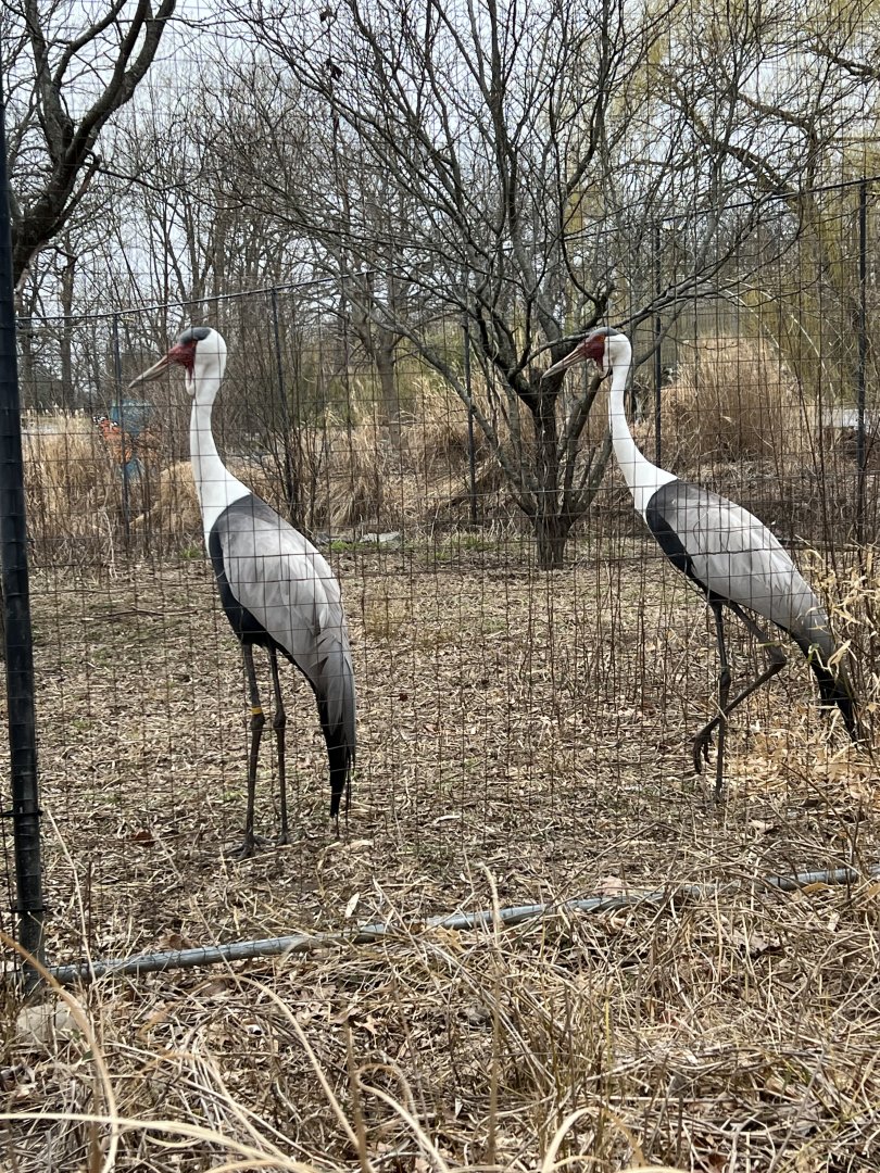 Wattled Cranes