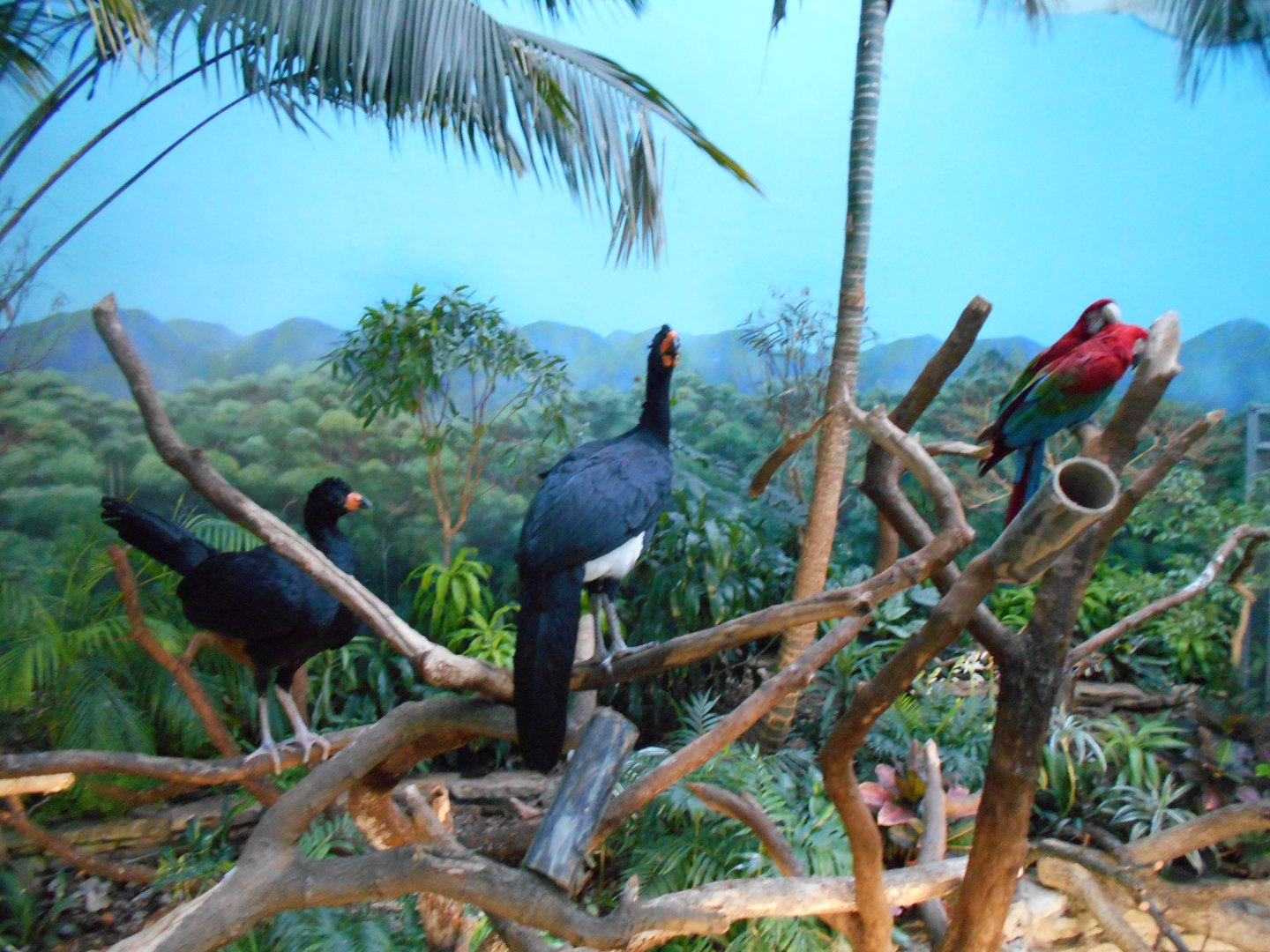 Wattled Curassow and Greenwing Macaw