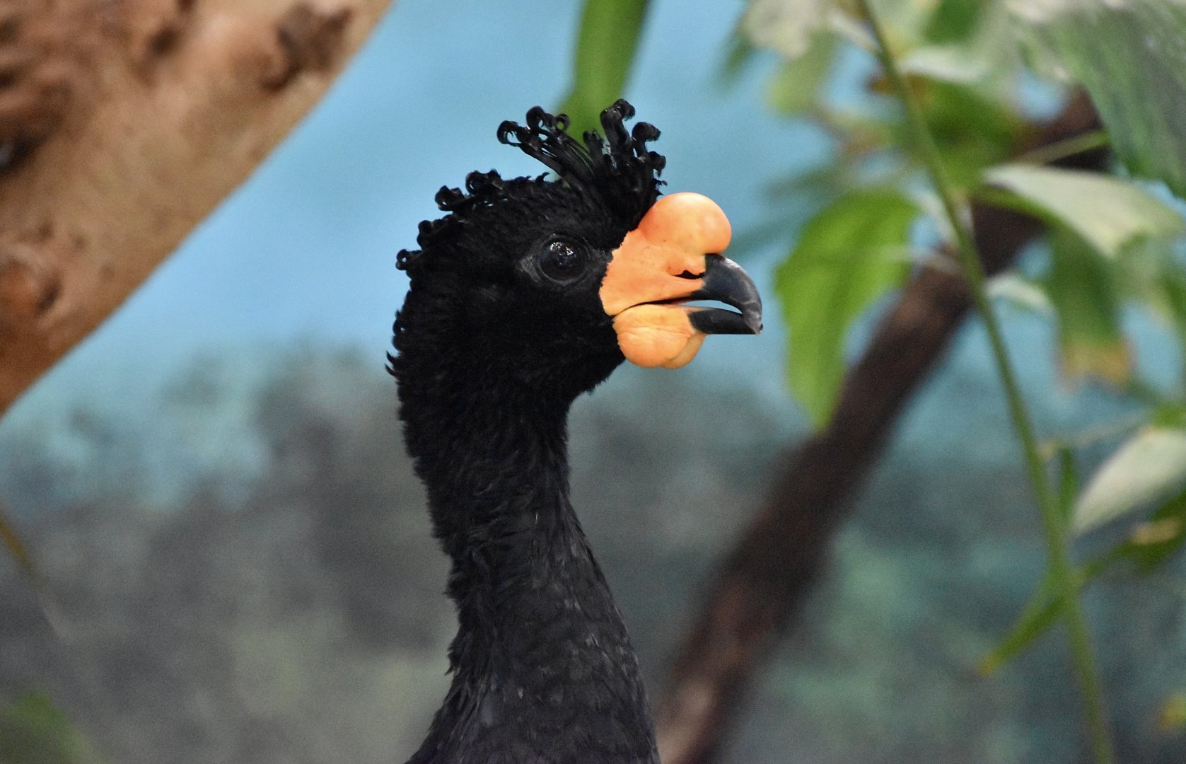 Wattled Curassow (Crax globulosa) male
