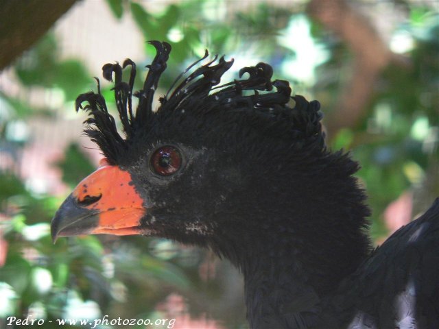 Wattled curassow (Crax globulosa)