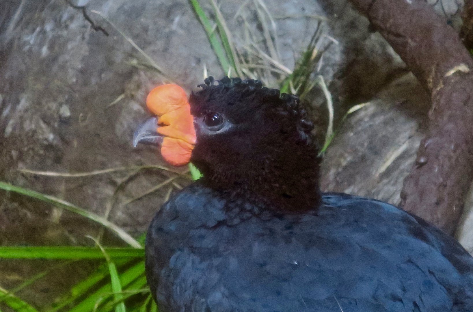 Wattled Curassow (Crax globulosa)