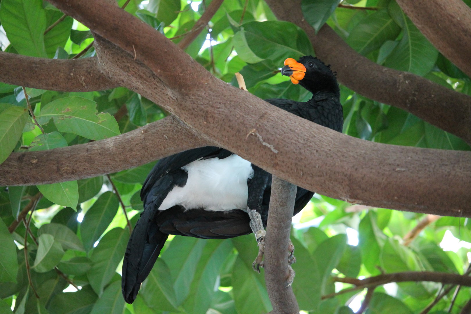 Wattled Curassow (Crax globulosa)