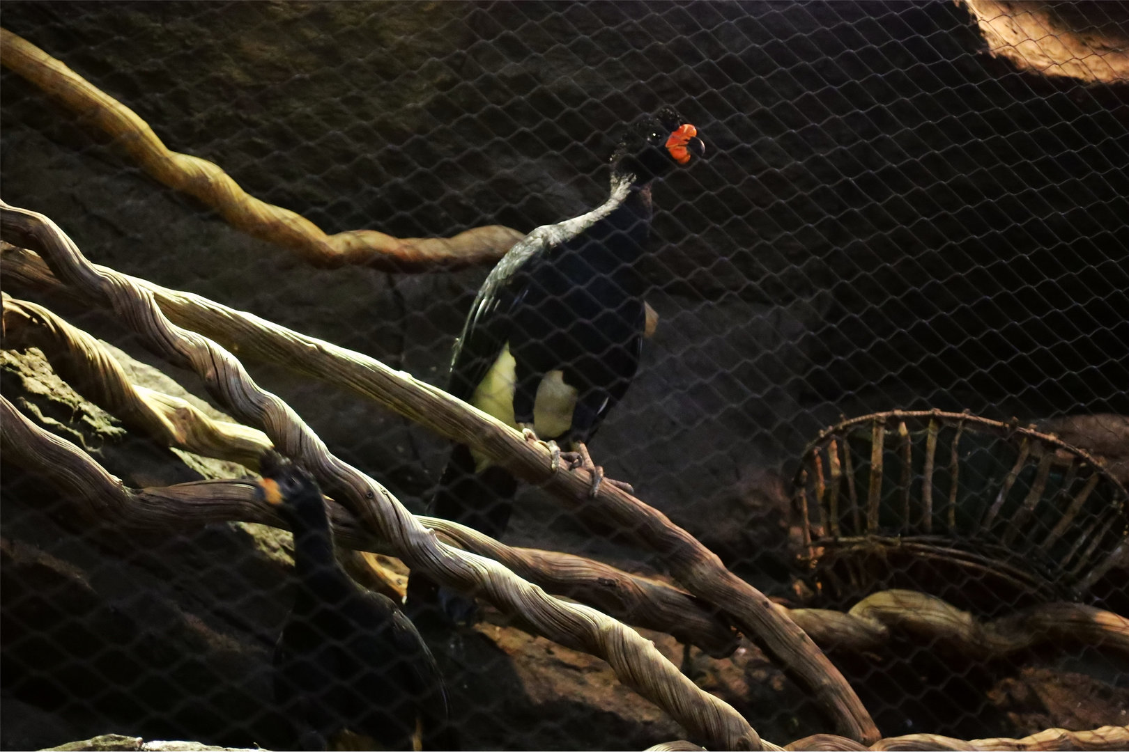 Wattled Curassow (Crax globulosa)