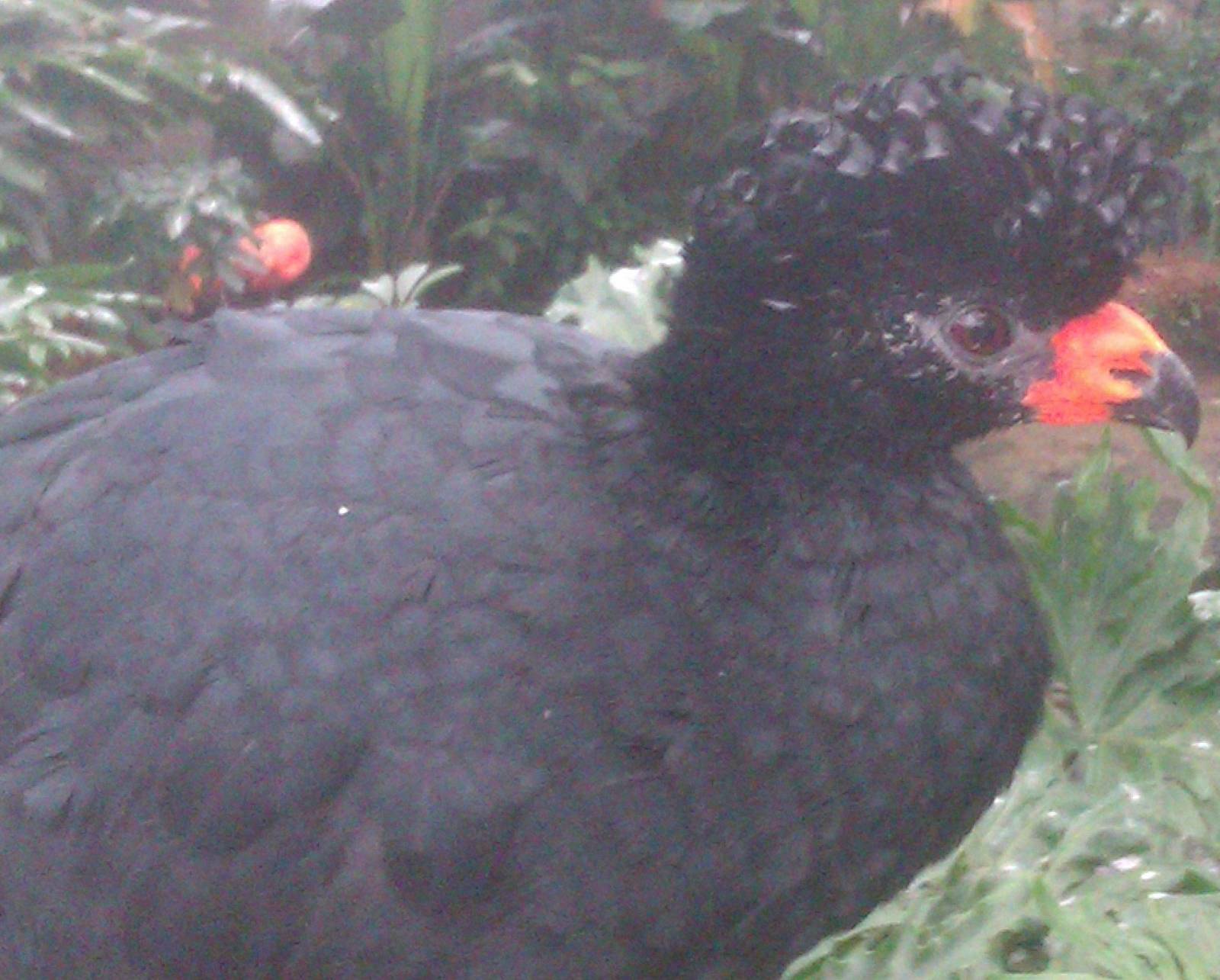 Wattled Curassow