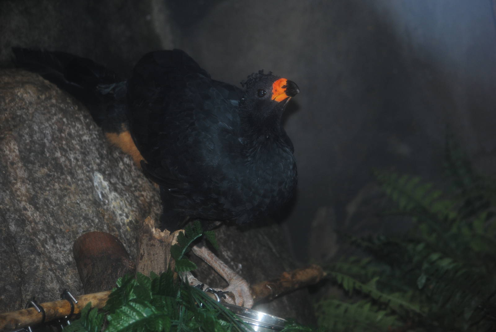 Wattled Curassow