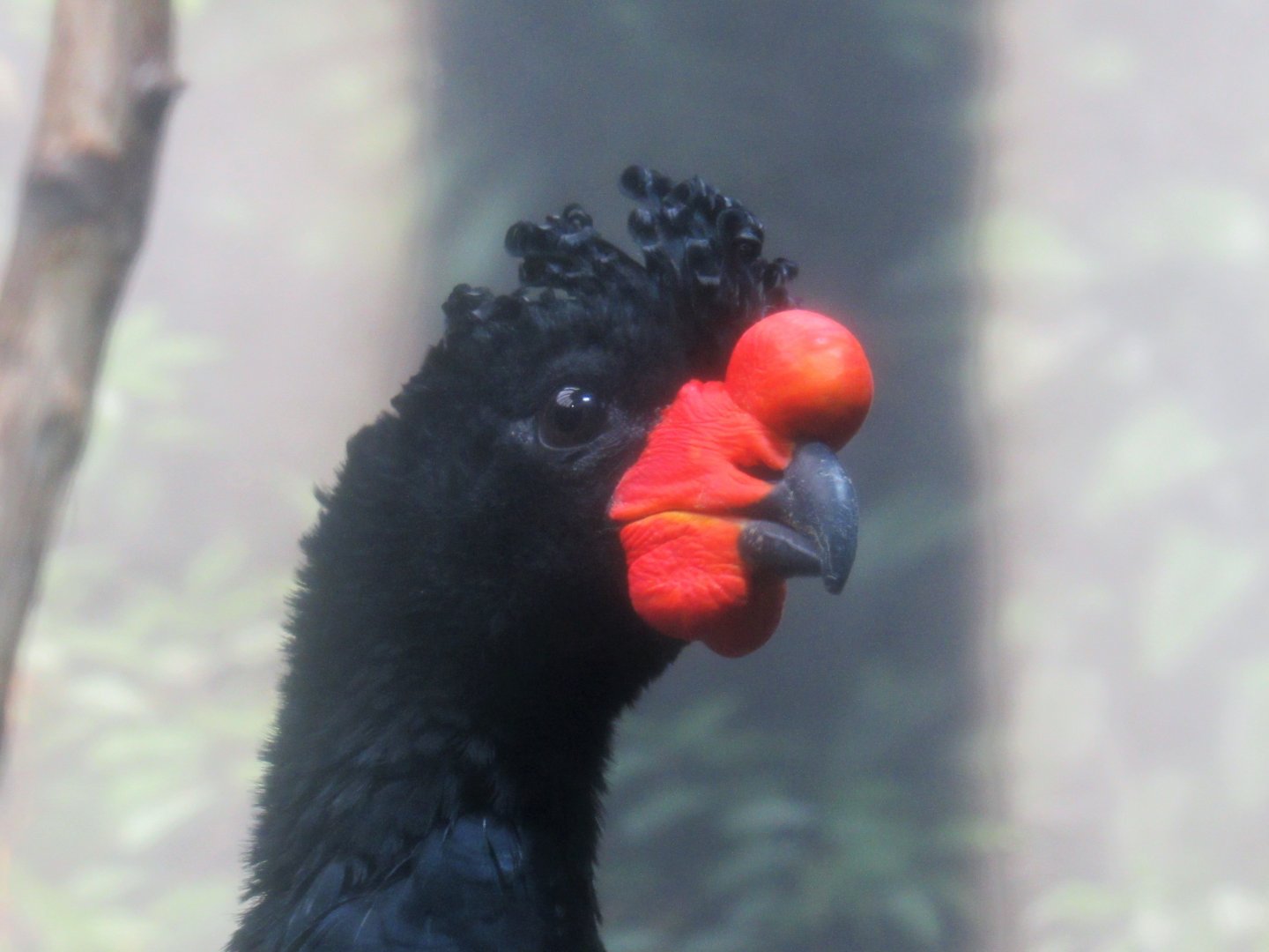 Wattled curassow