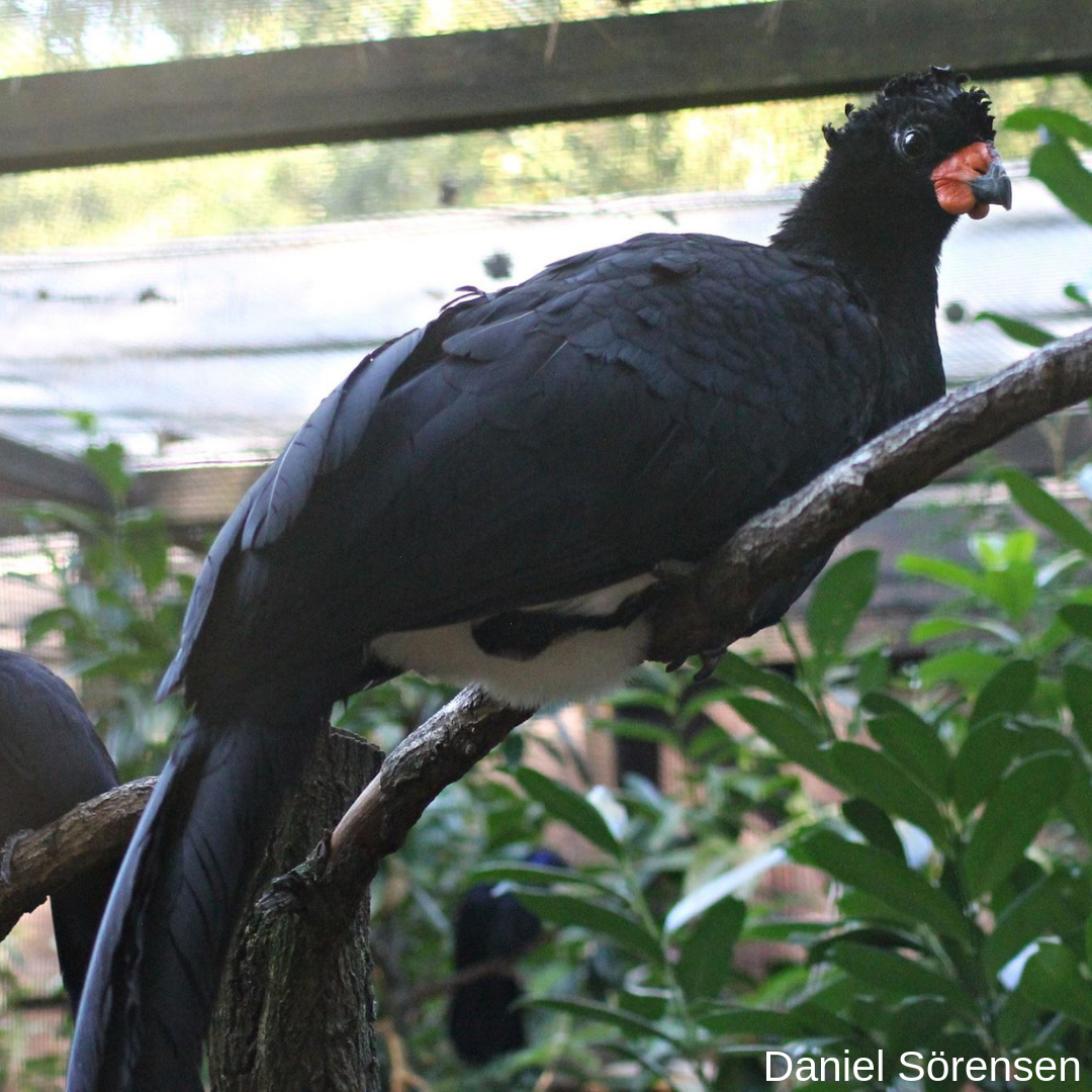Wattled curassow