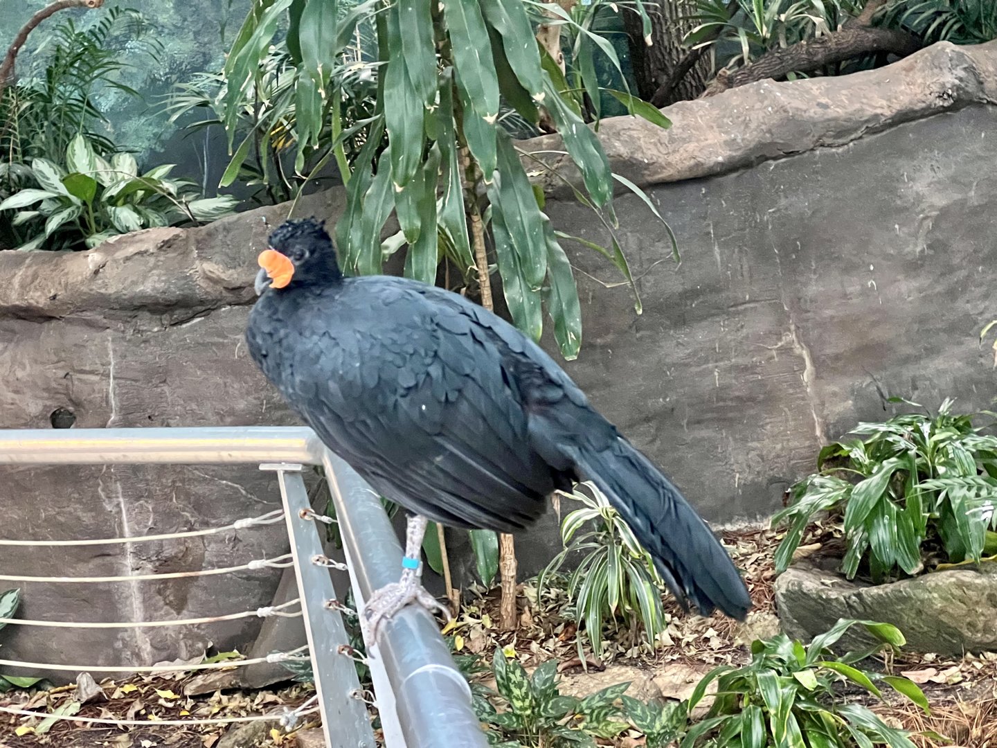 Wattled Curassow