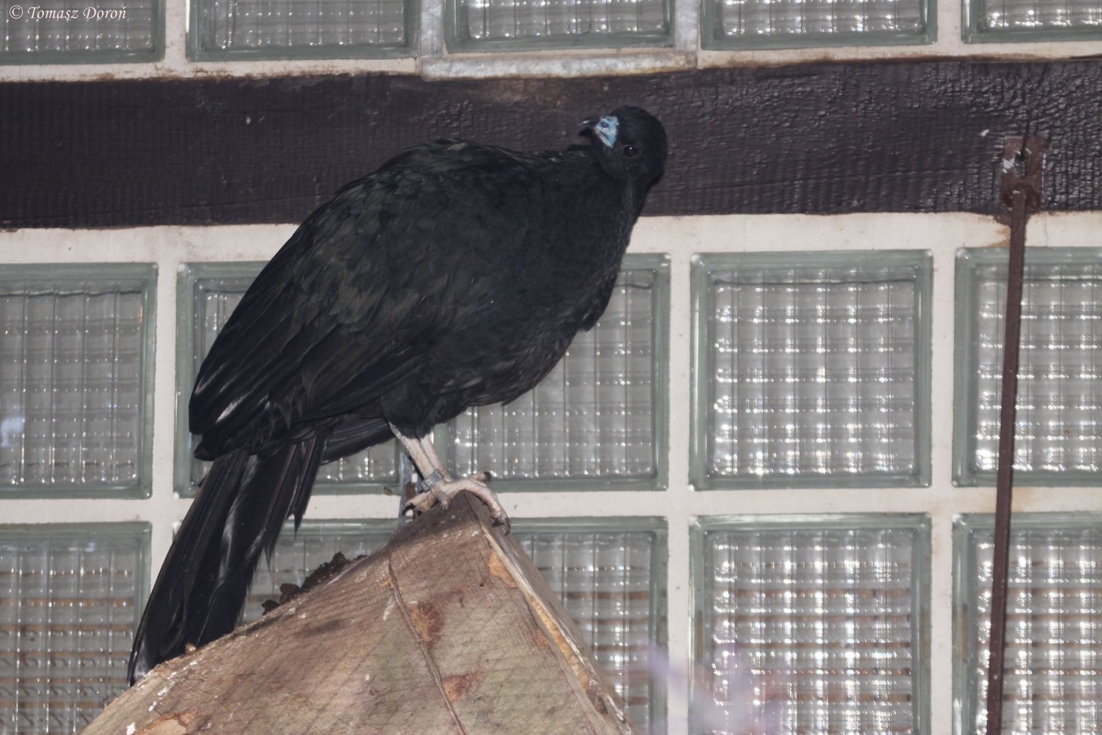 Wattled Guan (Aburria aburri) October 2011
