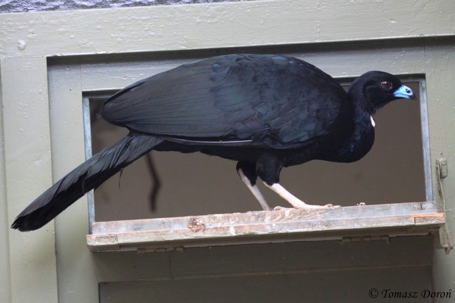 Wattled Guan (Aburria aburri)