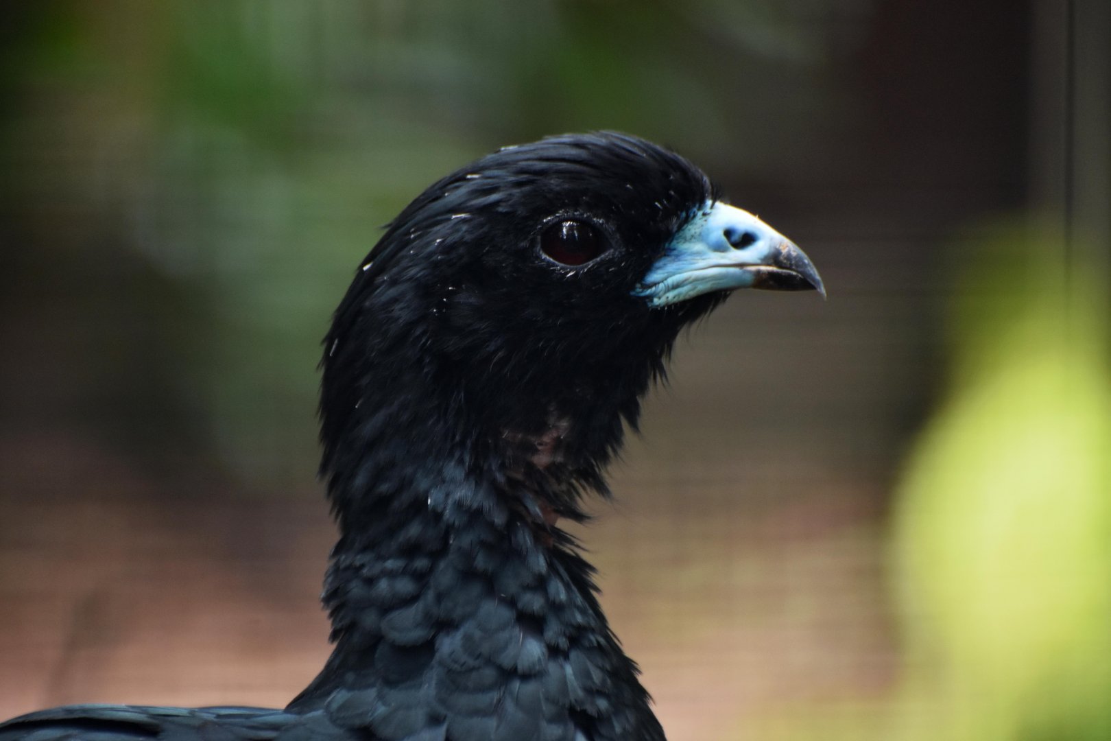 Wattled Guan Aburria aburri