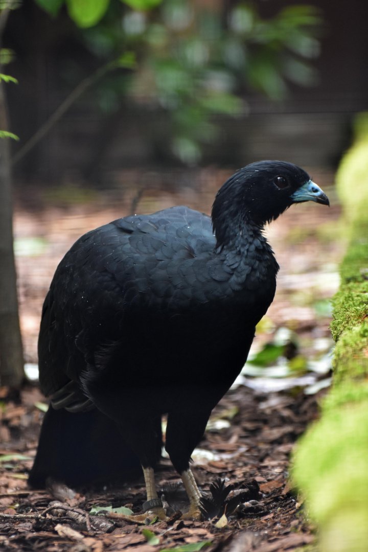 Wattled Guan Aburria aburri
