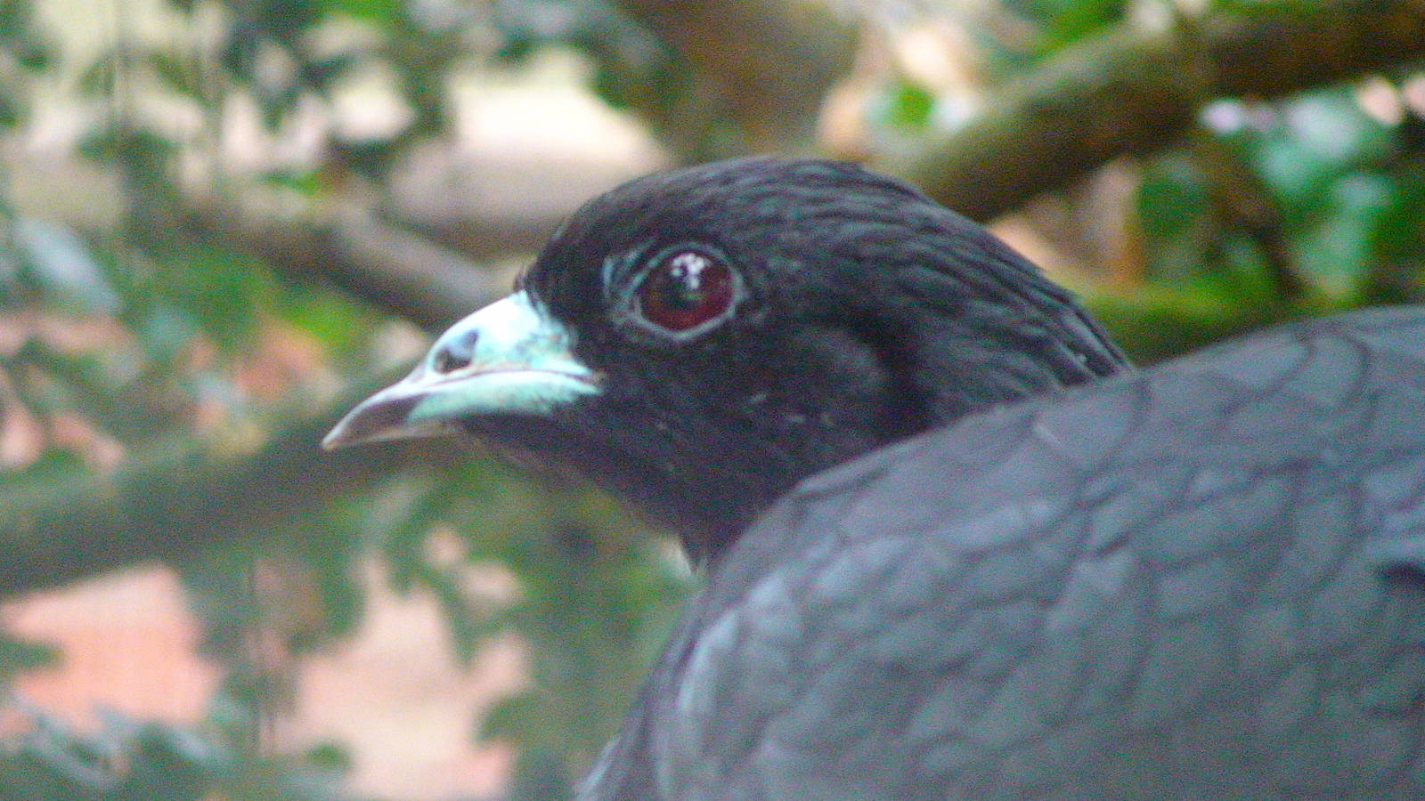 Wattled guan