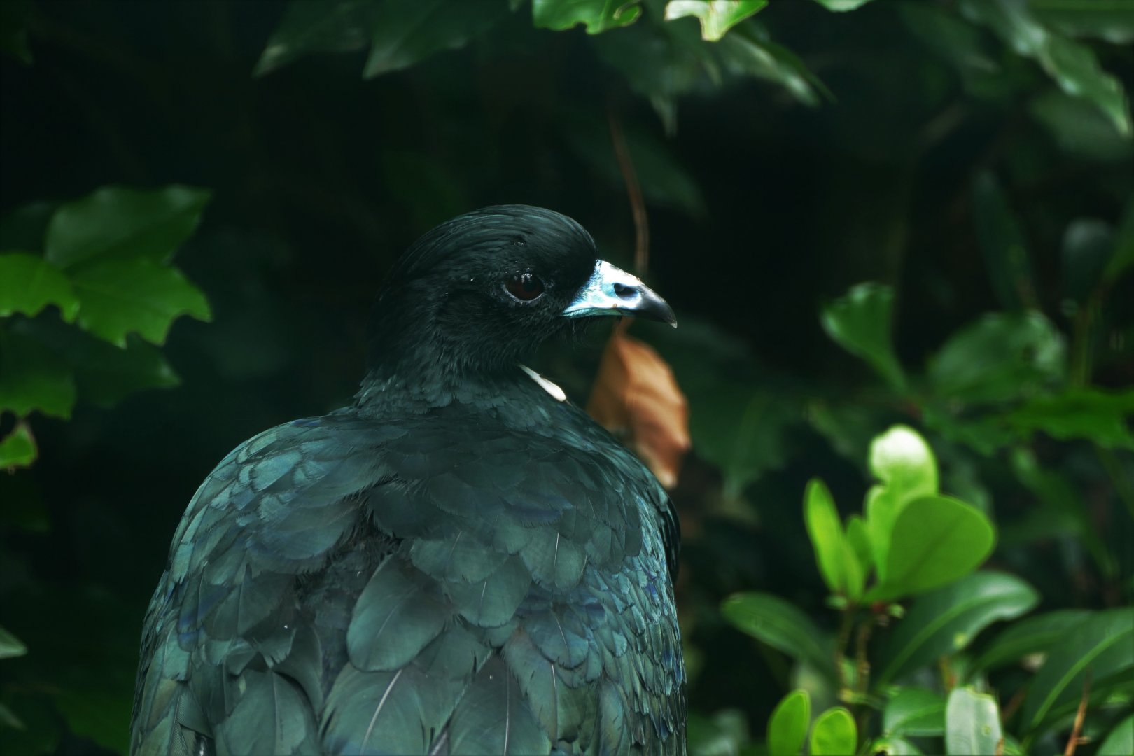 Wattled Guan
