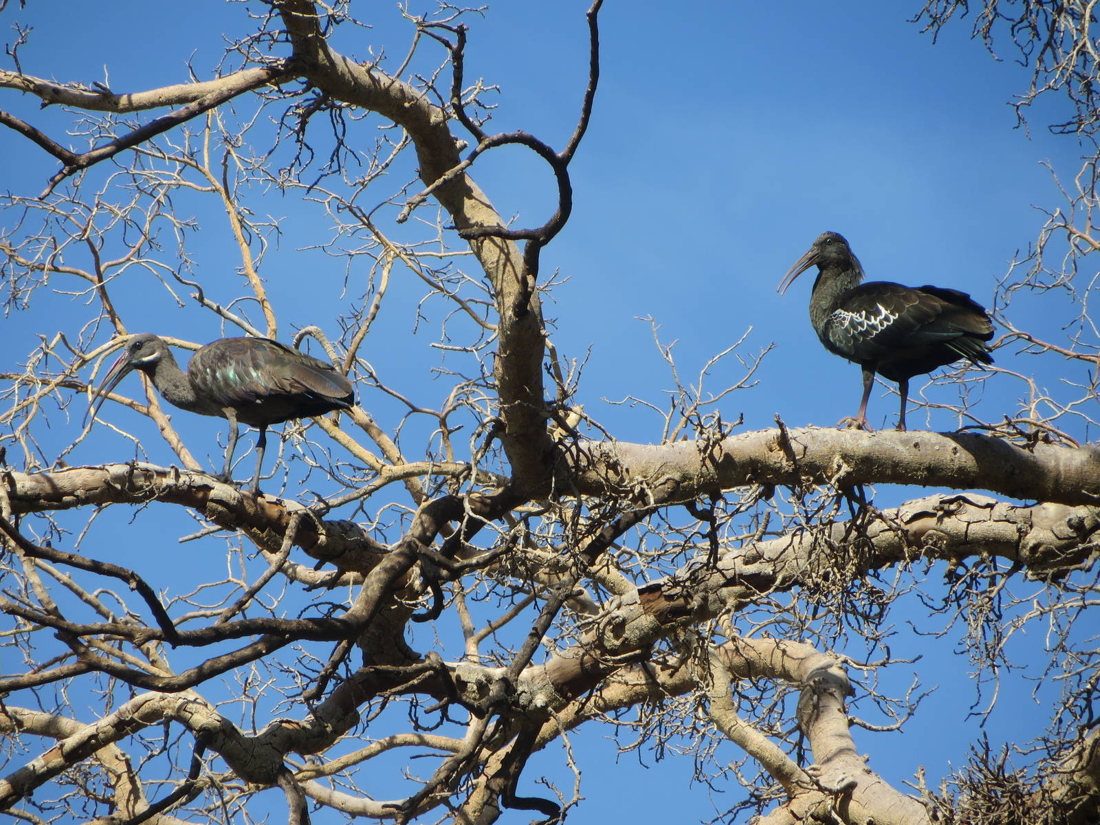 Wattled & hadada ibis