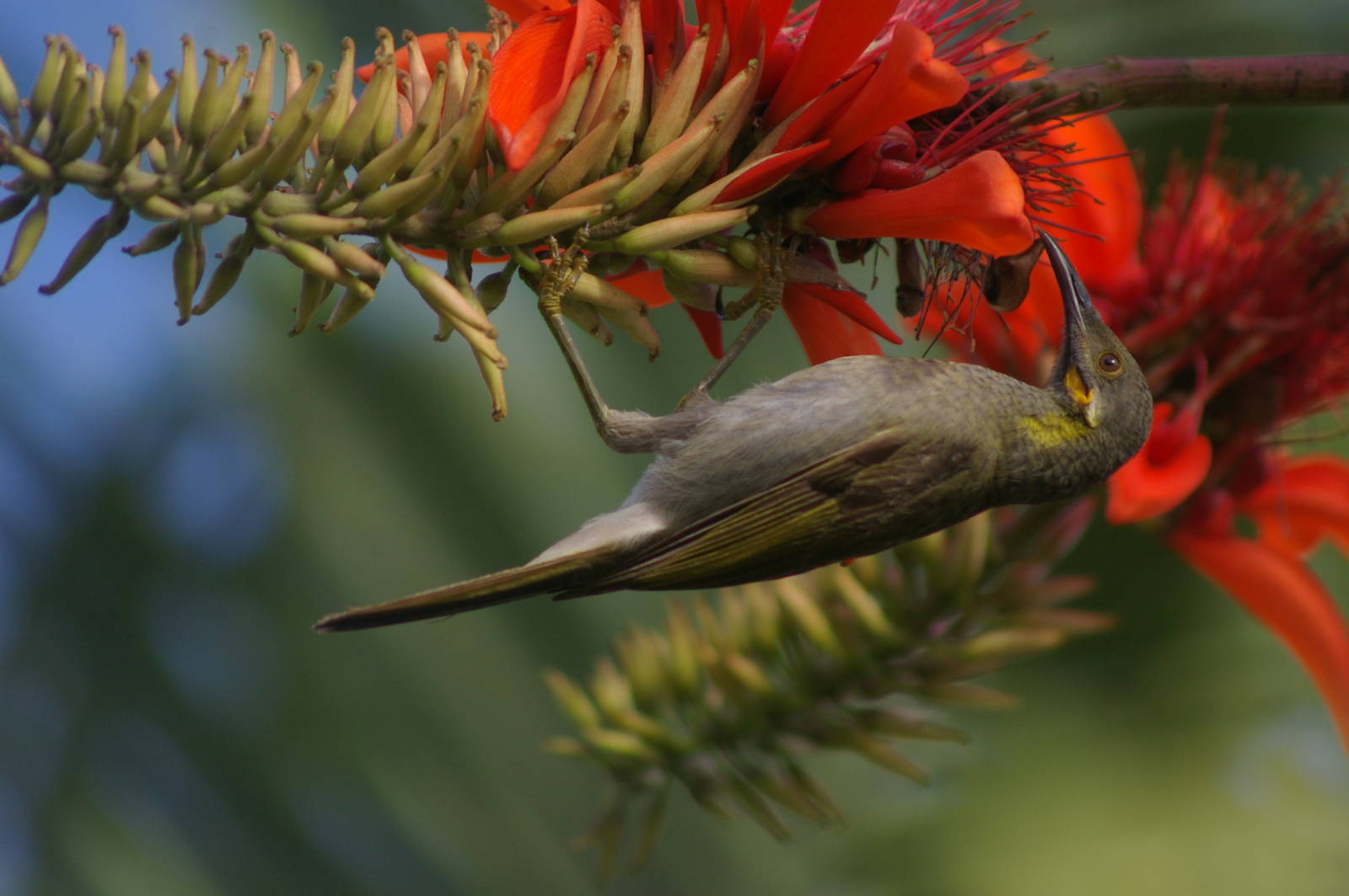 wattled honeyeater (Foulehaio taviunesis)