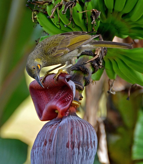 Wattled honeyeater