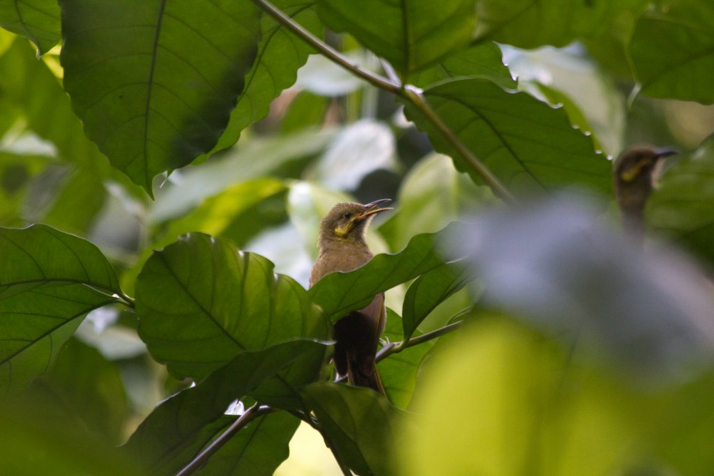 Wattled Honeyeaters