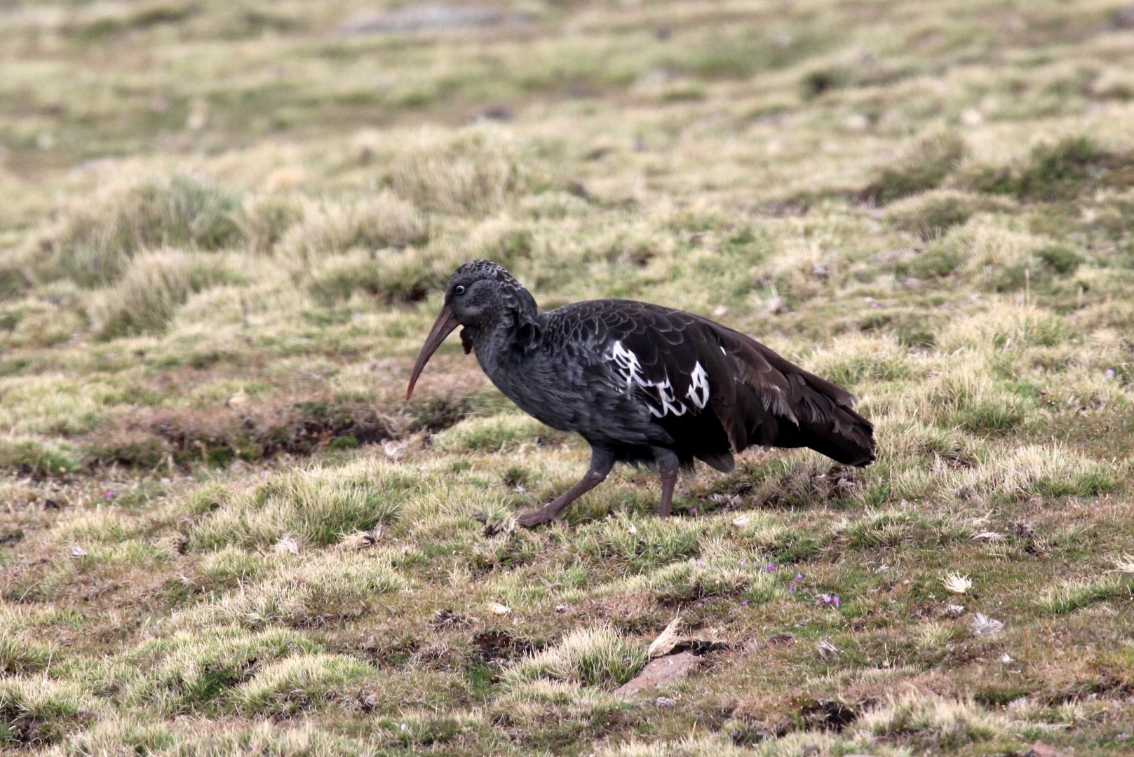 Wattled Ibis (Bostrychia carunculata)