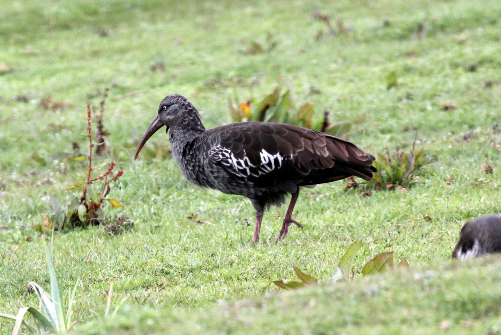 wattled ibis (Bostrychia carunculata)