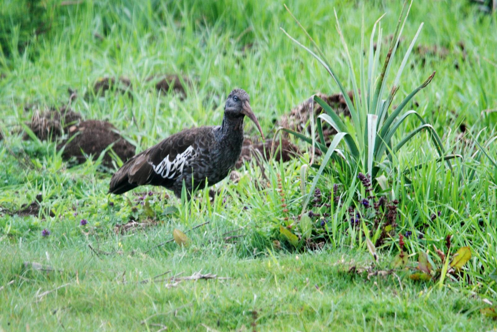 Wattled Ibis in Bale Mountains NP, 15/10/14