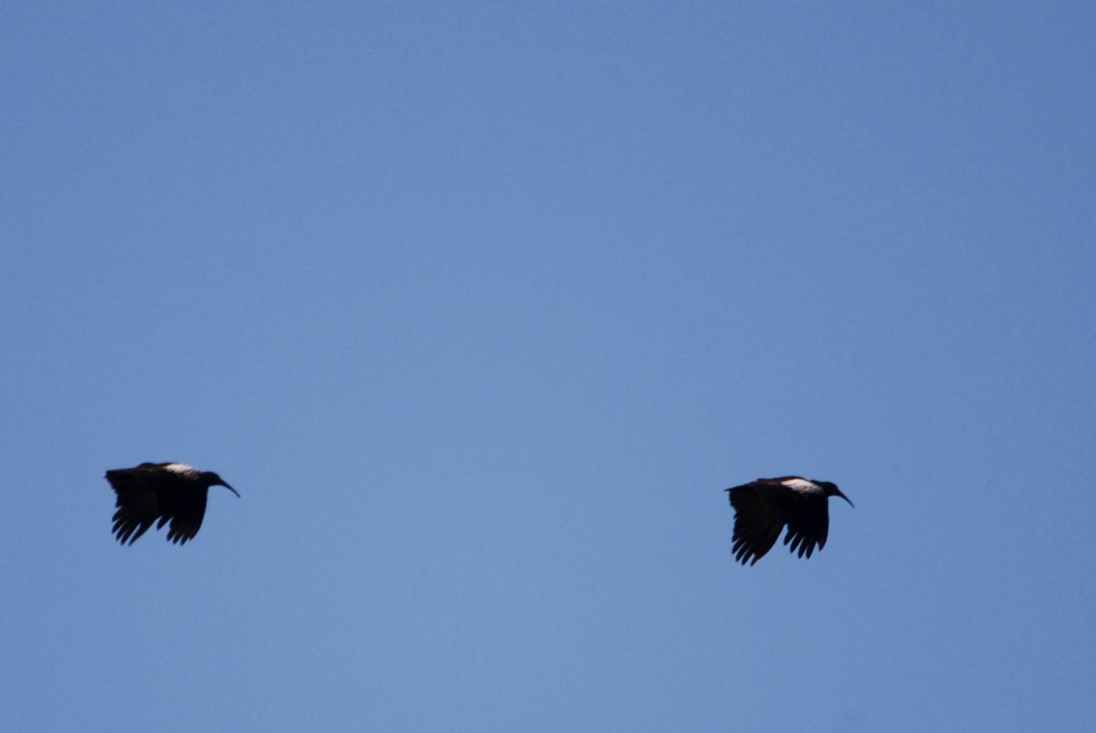 Wattled Ibis - Sululta Plains, 18/10/14