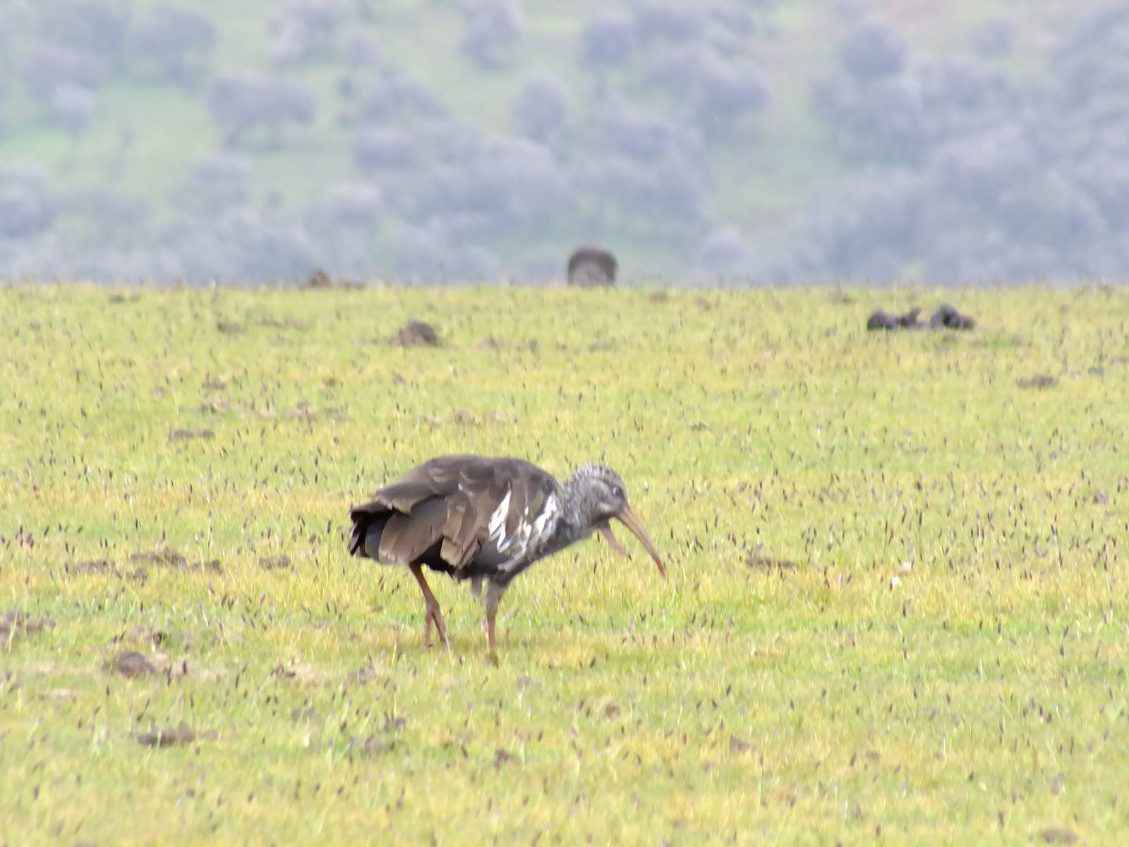 Wattled Ibis